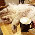 即時熱門文章：【新北蘆洲】貓男│不限時咖啡館│貓咪中途之家