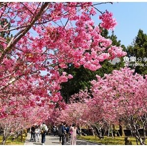 九族櫻花祭